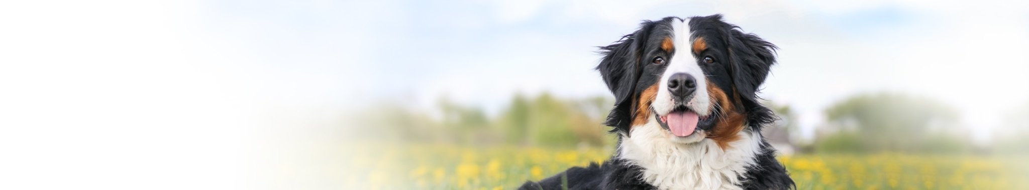Erityisruokavalio koiran aineenvaihdunnalle | Vet Concept