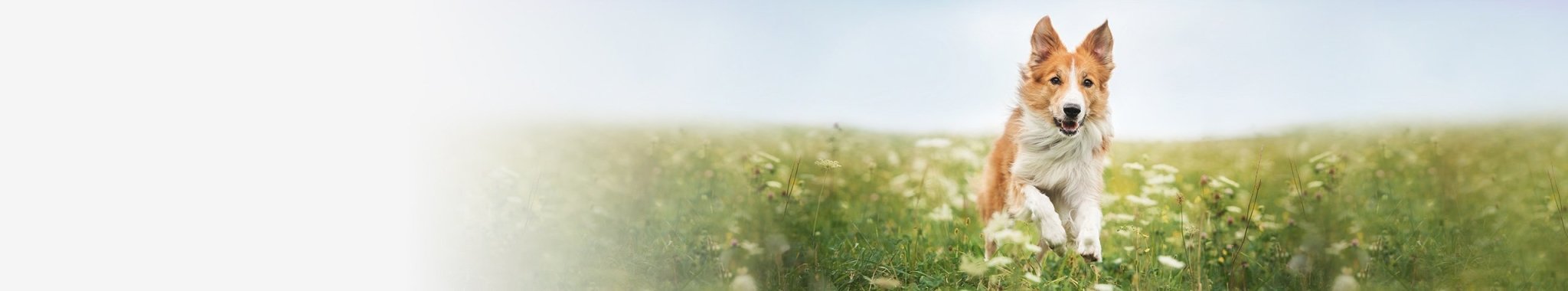 Märkäruoka koiralle erityisruokavaliolla | Vet Concept