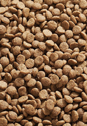 Cat Canard - Vet Concept